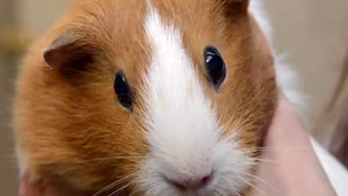 La musique compressée fatiguerait les cochons d'Inde
